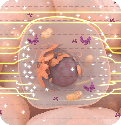 Micrograph showing disruption of cellular homeostasis