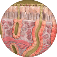 Chronic airway inflammation