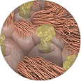 Mucus production in the airway